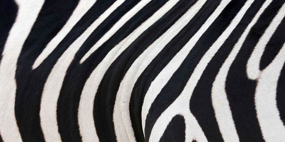 Fell_Zebra_1000