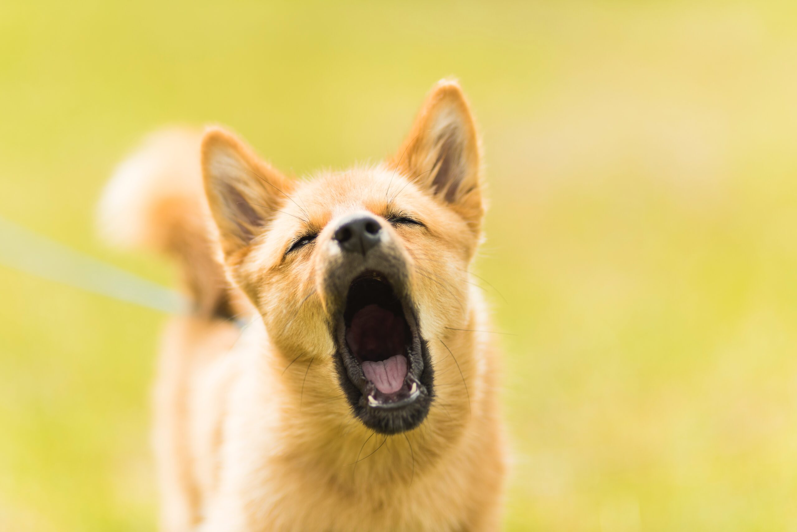 Warum bellen Hund?